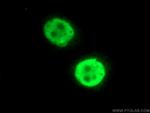 BUB3 Antibody in Immunocytochemistry (ICC/IF)