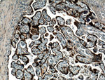 Growth hormone Antibody in Immunohistochemistry (Paraffin) (IHC (P))