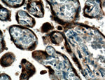 Growth hormone Antibody in Immunohistochemistry (Paraffin) (IHC (P))