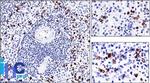 CD57/B3GAT1 (Natural Killer Cell Marker) Antibody in Immunohistochemistry (Paraffin) (IHC (P))