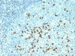 CD57/B3GAT1 (Natural Killer Cell Marker) Antibody in Immunohistochemistry (Paraffin) (IHC (P))