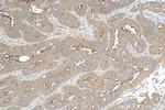 Angiopoietin 1 Antibody in Immunohistochemistry (Paraffin) (IHC (P))