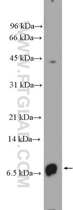 CXCL8/IL8 Antibody in Western Blot (WB)