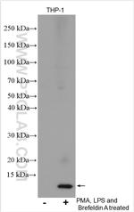 CXCL8/IL8 Antibody in Western Blot (WB)