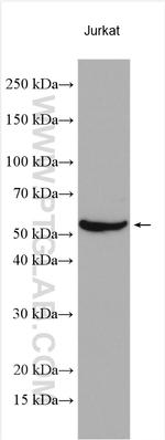 RUNX3 Antibody in Western Blot (WB)