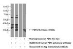 FGF3 Antibody in Western Blot (WB)