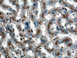 LIMPII Antibody in Immunohistochemistry (Paraffin) (IHC (P))