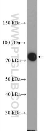 LIMPII Antibody in Western Blot (WB)