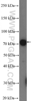 LIMPII Antibody in Western Blot (WB)