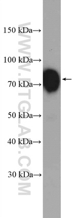 LIMPII Antibody in Western Blot (WB)