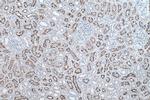 PCDH24 Antibody in Immunohistochemistry (Paraffin) (IHC (P))