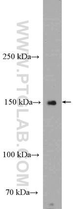 PCDH24 Antibody in Western Blot (WB)