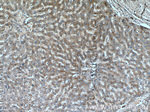 PCDH24 Antibody in Immunohistochemistry (Paraffin) (IHC (P))