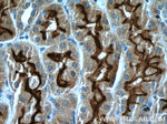 PCDH24 Antibody in Immunohistochemistry (Paraffin) (IHC (P))