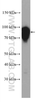 SHCBP1L Antibody in Western Blot (WB)