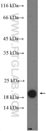 PTN Antibody in Western Blot (WB)