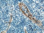 NOS3 Antibody in Immunohistochemistry (Paraffin) (IHC (P))