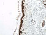 EGF Antibody in Immunohistochemistry (Paraffin) (IHC (P))