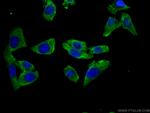 DOCK4 Antibody in Immunocytochemistry (ICC/IF)