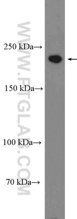 DOCK4 Antibody in Western Blot (WB)