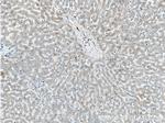 Factor XII Antibody in Immunohistochemistry (Paraffin) (IHC (P))