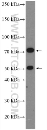 Factor XII Antibody in Western Blot (WB)