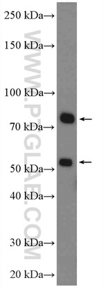 Factor XII Antibody in Western Blot (WB)