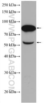 Factor XII Antibody in Western Blot (WB)