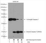 Caspase 7 Antibody in Western Blot (WB)