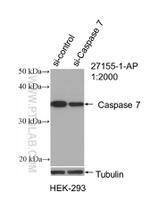 Caspase 7 Antibody in Western Blot (WB)