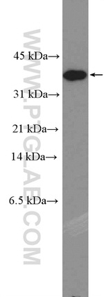 Caspase 7 Antibody in Western Blot (WB)