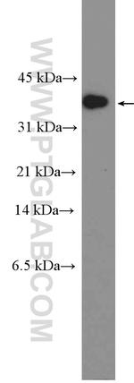 Caspase 7 Antibody in Western Blot (WB)