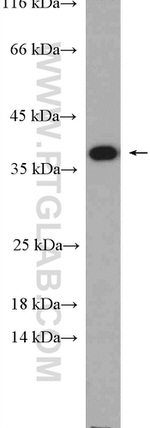 Caspase 7 Antibody in Western Blot (WB)