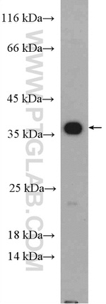 Caspase 7 Antibody in Western Blot (WB)