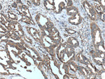 TBXA2R Antibody in Immunohistochemistry (Paraffin) (IHC (P))