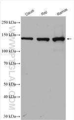 PLCG2 Antibody in Western Blot (WB)