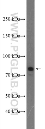 C2 Antibody in Western Blot (WB)