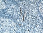 vwf Antibody in Immunohistochemistry (Paraffin) (IHC (P))