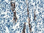 vwf Antibody in Immunohistochemistry (Paraffin) (IHC (P))