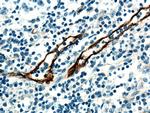 vwf Antibody in Immunohistochemistry (Paraffin) (IHC (P))