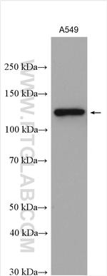 Integrin alpha-6 Antibody in Western Blot (WB)