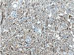 NHE3 Antibody in Immunohistochemistry (Paraffin) (IHC (P))