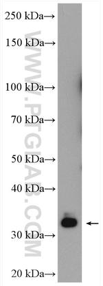 EHF Antibody in Western Blot (WB)