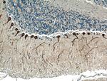 Huntingtin Antibody in Immunohistochemistry (Paraffin) (IHC (P))