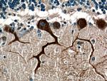 Huntingtin Antibody in Immunohistochemistry (Paraffin) (IHC (P))