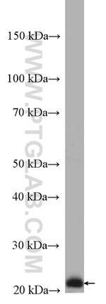 RAB5C Antibody in Western Blot (WB)