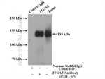 ITGA5 Antibody in Immunoprecipitation (IP)