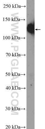 ITGA5 Antibody in Western Blot (WB)