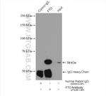 FTO Antibody in Immunoprecipitation (IP)