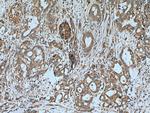 ASIC1 Antibody in Immunohistochemistry (Paraffin) (IHC (P))